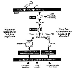 F1.large  300x289 Vitamin D  Are You Getting Enough?