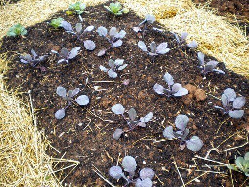 how to plant an organic garden Save Money & Eat Healthier By Gardening