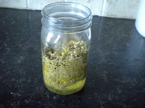 Homemade Chamomile Tincture making homemade chamomile tincture Homemade Chamomile Tincture
