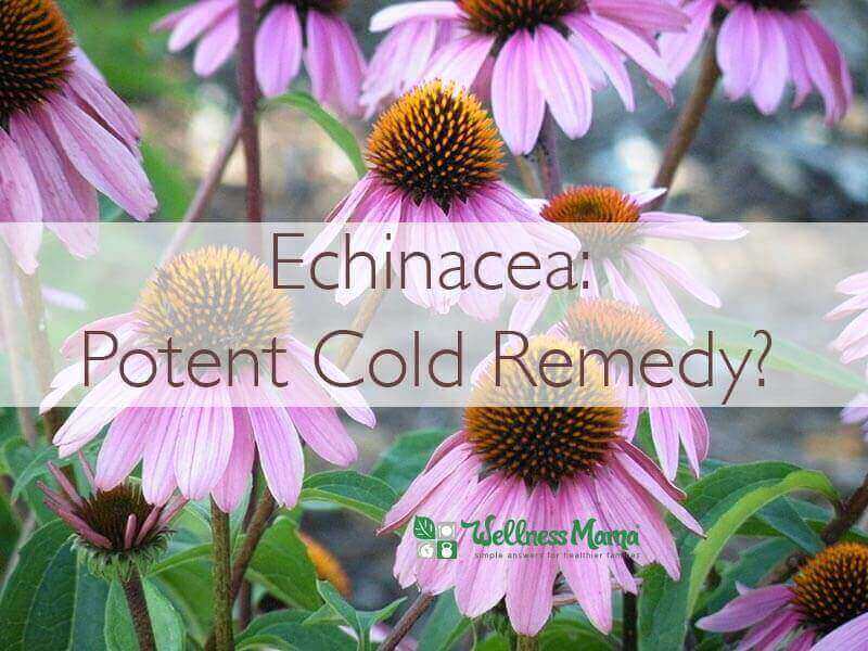 echinacea-potent-cold-remedy-or-dangerous
