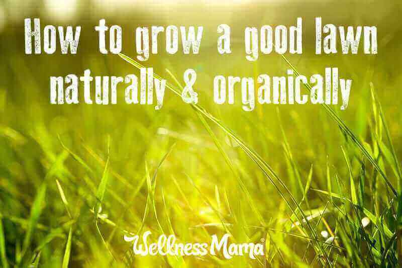 How to grow a beautiful lawn naturally and organically