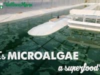 Is Microalgae a superfood 200x150 Is Microalgae a Superfood? Podcast Episode 40