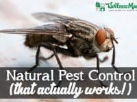 Natural Pest Control that actually works 200x150 5 Natural Pest Control Options That Work!