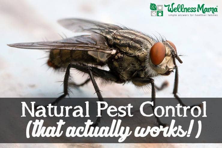 Natural Pest Control that actually works 5 Natural Pest Control Options That Work!