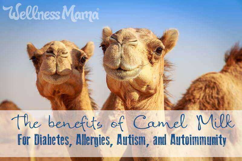 The benefits of camel milk for allergies autoimmune disease autism and diabetes