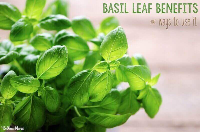 benefits of basil herb leaf