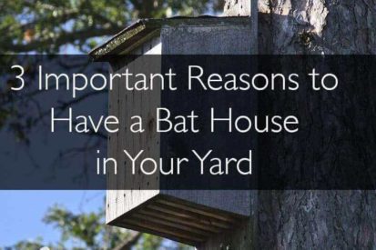 3-important-reasons-to-have-a-bat-house-in-your-yard