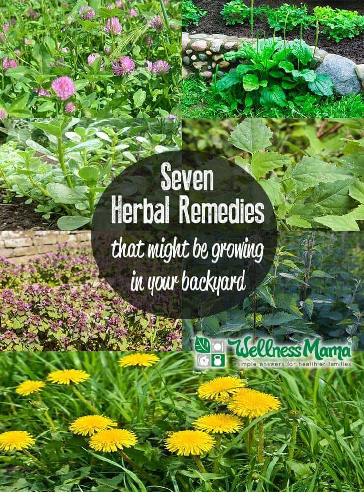 7 remedios herbales que podrían estar creciendo en su jardín ahora mismo
