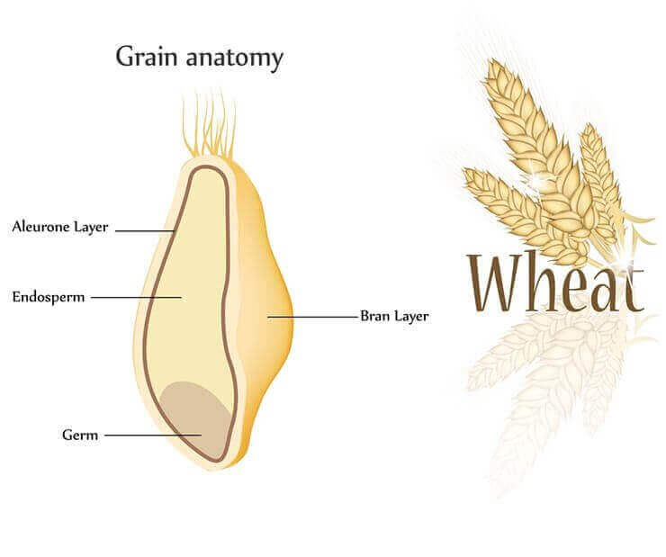 Anatomy of a cereal grain