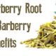 Barberry Root and barberry benefits