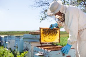 Beekeeping Course