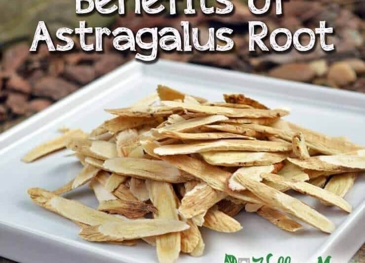 Health Benefits of Astragalus Root Wellness Mama