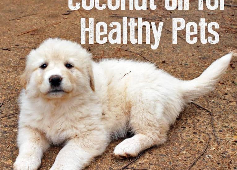 Benefits of coconut oil for pets -How to use coconut oil to keep pets healthy