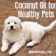 Benefits of coconut oil for pets -How to use coconut oil to keep pets healthy