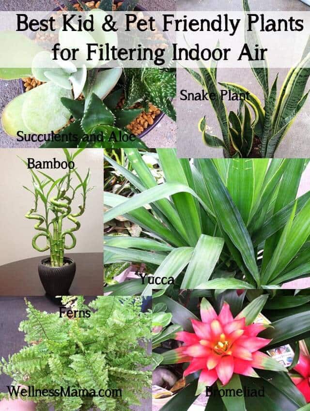 Best kid and pet friendly houseplants for filtering indoor air