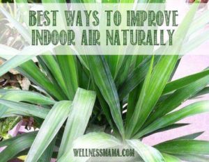 Best ways to improve indoor air naturally sing houseplants that are safe for children and pets