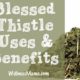 Blessed Thistle uses and benefits