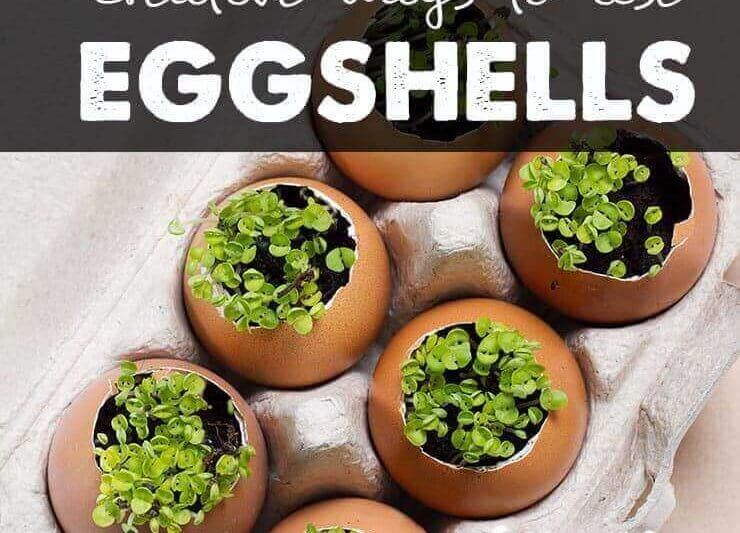 Creative Ways To Use Eggshells In Recipes Toothpaste More