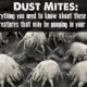 Dust Mites- everything you need to know