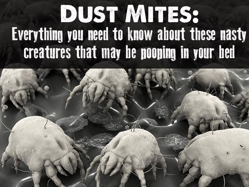 Dust Mites- everything you need to know