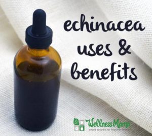 Echinacea Uses and Benefits