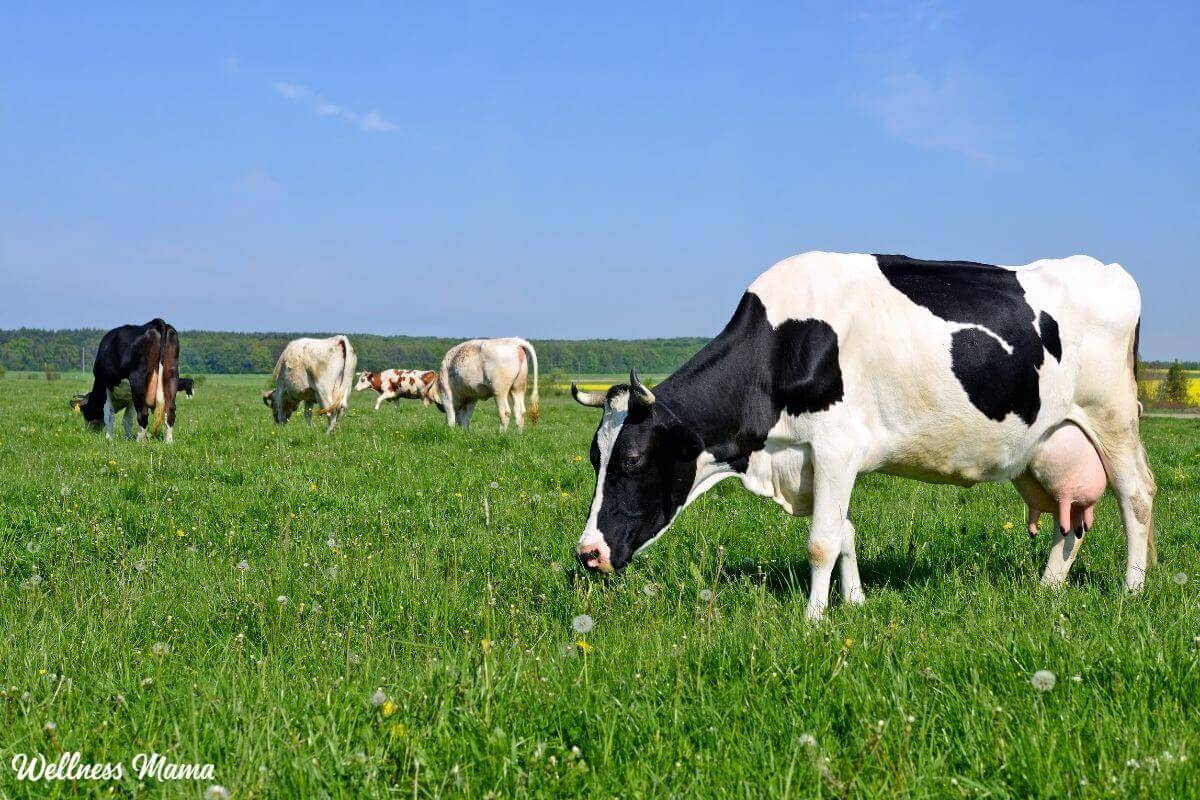 Is Grass-Fed Beef Healthier Than Grain-Fed?