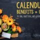 marigold calendula flower benefits