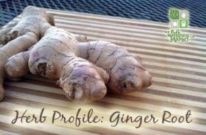 Herb Profile- Ginger Root Uses and Benefits