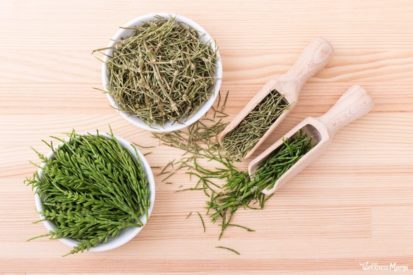 Herb Profile-Horsetail Shavegrass Uses and Benefits