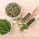 Herb Profile-Horsetail Shavegrass Uses and Benefits