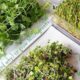 How and why to grow microgreens in your kitchen