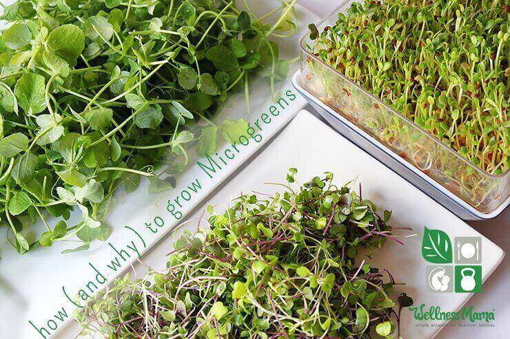 Methods to Develop Microgreens at Dwelling