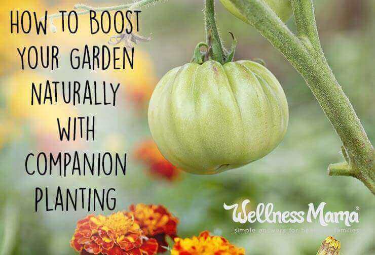 How to Boost Your Garden Naturally With Companion Planting