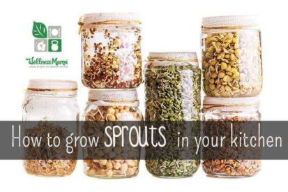 How to Grow Sprouts in Your Kitchen- and why you should