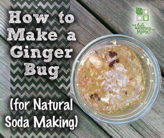 How to Make a Ginger Bug for Natural Soda