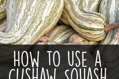 How to use a cushaw squash and why you should get one today