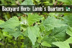 Lambs Quarters backyard herb