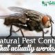 Natural Pest Control that actually works