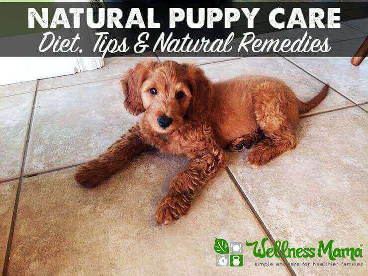 Natural Puppy Care - Diet tips and remedies
