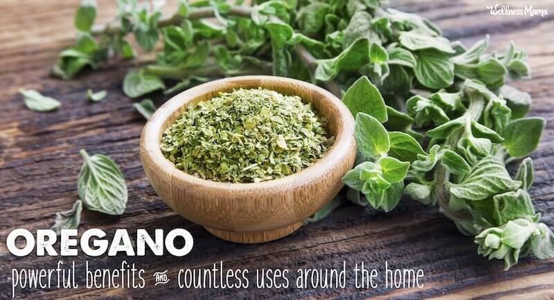 How To Use Oregano Oregano Oil For Improved Health Wellness Mama