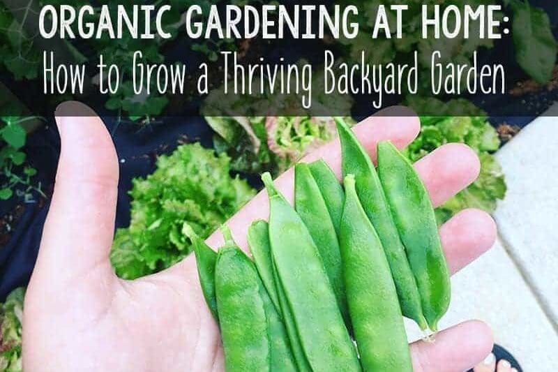 Organic Gardening How To Grow A Thriving Backyard Garden