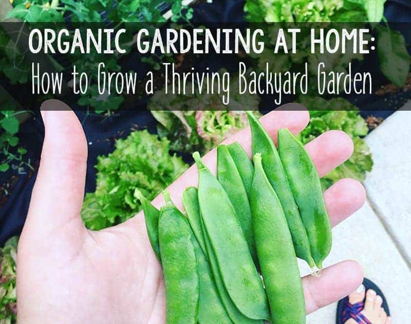 Organic Gardening- How to Grow a Thriving Backyard Garden