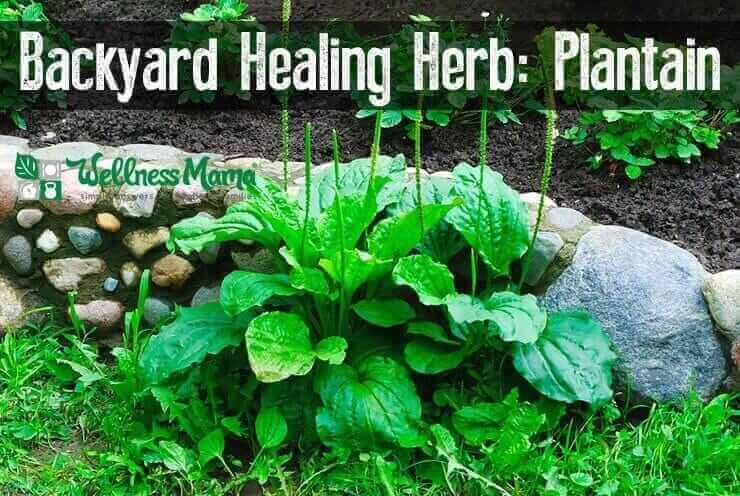 Plantain-Backyard Healing Herb