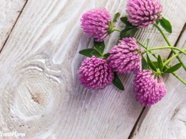 Red Clover Uses and Benefits