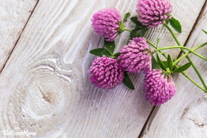 How much red clover pills should i take for fertility Red Clover Trifolium Pratense Feedipedia