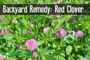 Red Clover- a backyard remedy and herb