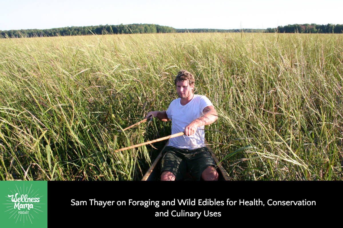 461: Sam Thayer on Foraging and Wild Edibles for Health, Conservation, and Culinary Uses