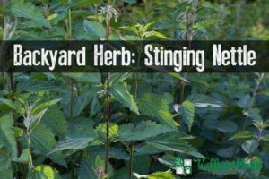 Stinging nettle backyard herb