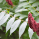 Sumac benefits and how to use it