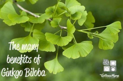The Many Benefits of Ginkgo Biloba